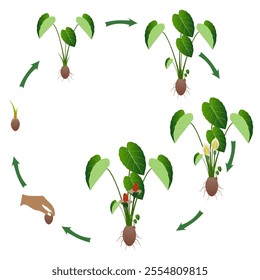 Life cycle of taro plant on a white background.