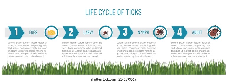 Ciclo de vida de una garrapata, huevos, larva, ninfa y etapa adulta.