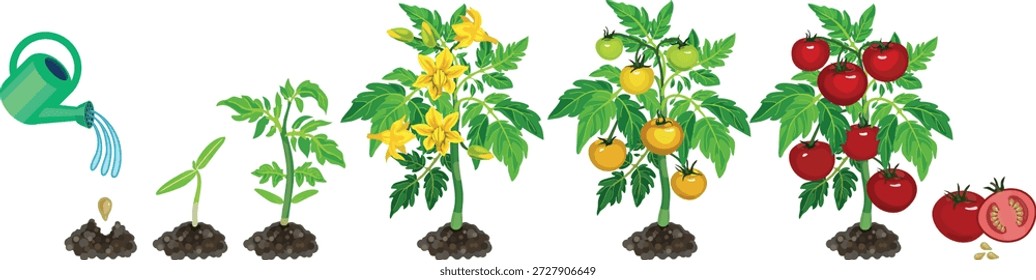 Ciclo de vida del desarrollo de la planta de tomate desde la semilla y el brote hasta la planta fructífera con frutos rojos maduros. Etapas de crecimiento de la planta de tomate aislado sobre fondo blanco
