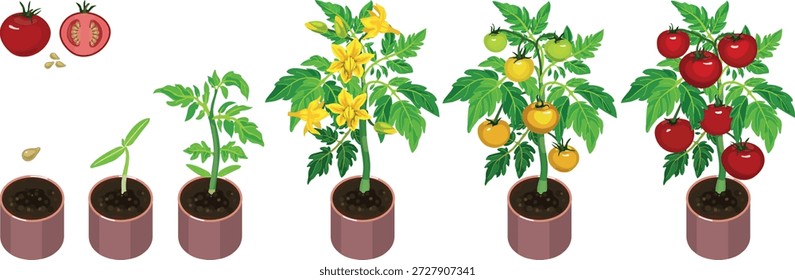 Ciclo de vida del desarrollo de la planta de tomate desde la semilla y el brote hasta la planta fructífera con frutos rojos maduros. Etapas de crecimiento de la planta de tomate aislado sobre fondo blanco
