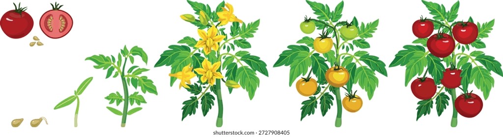 Ciclo de vida del desarrollo de la planta de tomate desde la semilla y el brote hasta la planta fructífera con frutos rojos maduros. Etapas de crecimiento de la planta de tomate aislado sobre fondo blanco