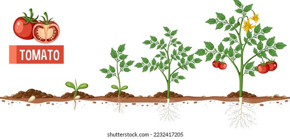 Lebenszyklus einer Tomatenpflanzendiagramm-Abbildung