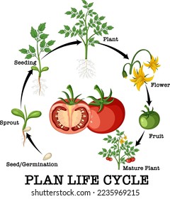 Lebenszyklus einer Tomatenpflanzendiagramm-Abbildung