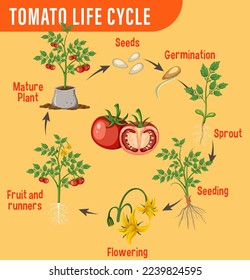 Life cycle of a tomato plant diagram illustration