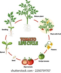 Life cycle of a tomato plant diagram illustration