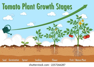 Lebenszyklus der Tomatenpflanzengrafik