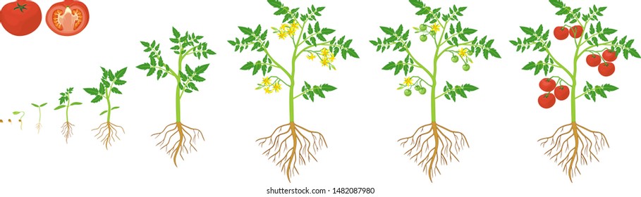 Life cycle of tomato plant. Growth stages from seed to flowering and fruiting plant with ripe red tomatoes and root system isolated on white background