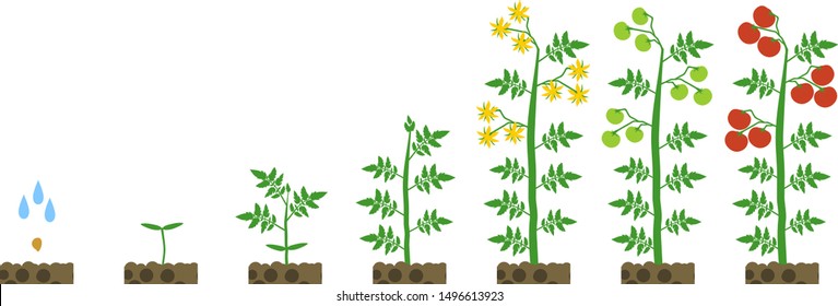 Tomato Plant Life Cycle Diagram