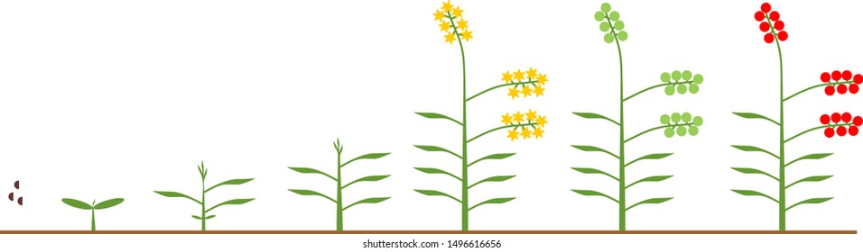 Life cycle of tomato plant. Growth stages from seed to flowering and fruiting plant with ripe red tomatoes isolated on white background