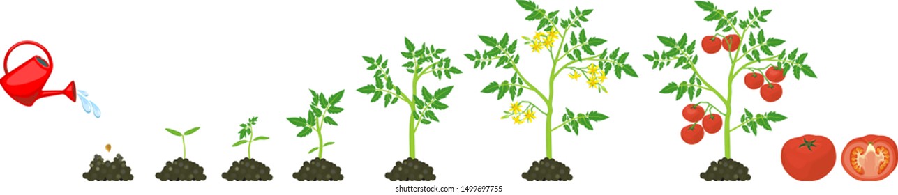 Life cycle of tomato plant. Growth stages from seed to flowering and fruiting plant with ripe red tomatoes isolated on white background