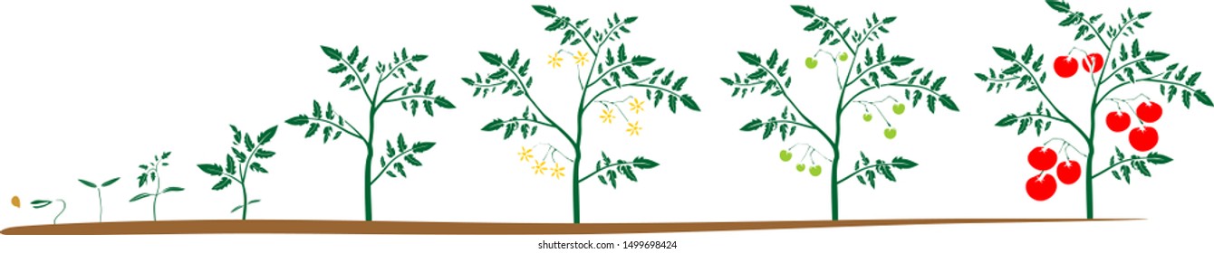 Life cycle of tomato plant. Growth stages from seed to flowering and fruiting plant with ripe red tomatoes isolated on white background