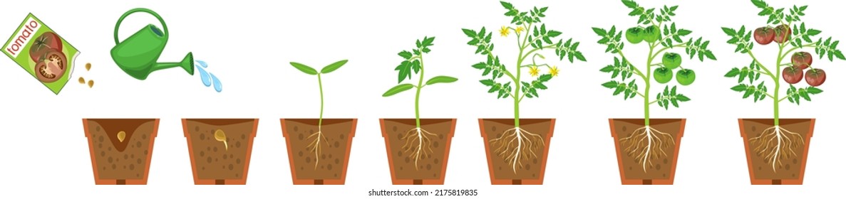 Life cycle of tomato plant. Growth stages from seeding to flowering and fruiting plant with ripe black-red tomatoes and root system in flower pot isolated on white background