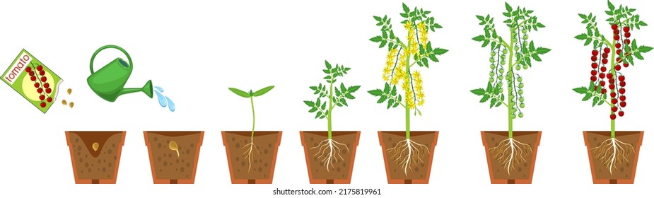 Life cycle of tomato plant. Growth stages from seeding to flowering and fruiting plant with ripe red cherry tomatoes and root system in flower pot isolated on white background