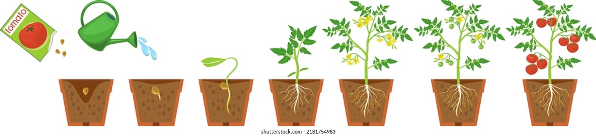 Life cycle of tomato plant. Growth stages from seeding to flowering and fruiting plant with ripe red tomatoes and root system in flower pot isolated on white background