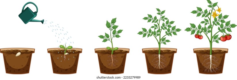 Life cycle of a tomato plant illustration