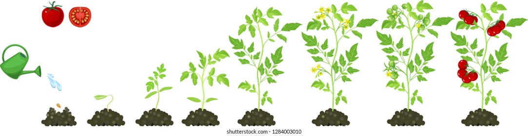 Tomato Life Cycle Stock Illustrations, Images & Vectors | Shutterstock
