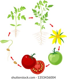 Life cycle of tomato plant. Stages of growth from seed and sprout to adult plant and ripe red fruits isolated on white background