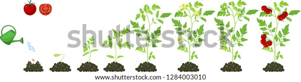 Life Cycle Tomato Plant Stages Growth Stock Vector (Royalty Free ...