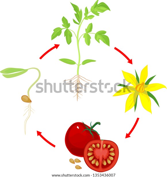 Life Cycle Tomato Plant Stages Growth Stock Vector (Royalty Free ...