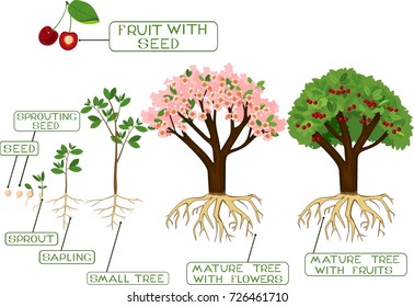 Life cycle of tree with captions. Plant growing from seed to cherry tree