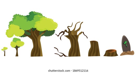 Life cycle of a tree in nature. Trees vector isolated on white background.