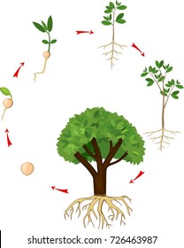 Life cycle of tree. Plant growth stage from seed to tree