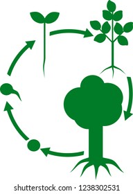 Life cycle of tree with root system. Plant growth stage from seed to tree