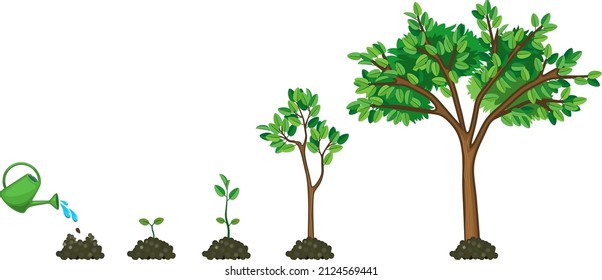 Life cycle of tree: from seed to large green tree. Stages of growth isolated on white background