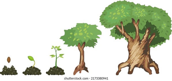 Life Cycle Tree Seed Old Green Stock Vector (Royalty Free) 2173380941 ...