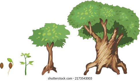 Lebenszyklus eines Baumes: von Samen zu alten grünen Bäumen. Stufen des Wachstums von Cartoon-Baum einzeln auf weißem Hintergrund