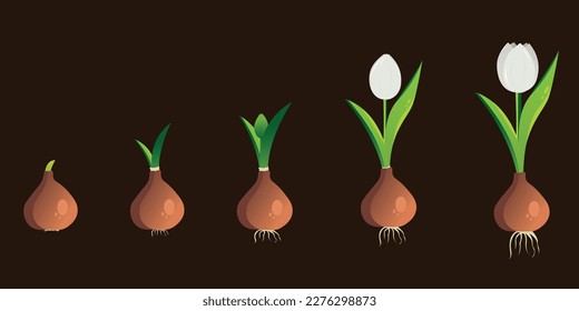 Life cycle of a tulip plant. Growth stages from bulb to adult flowering plant. Growth and development of plants. Stages of growth of tulips.