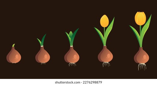 Life cycle of a tulip plant. Growth stages from bulb to adult flowering plant. Growth and development of plants. Stages of growth of tulips.