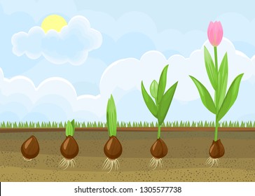 Life cycle of tulip plant. Stages of growth from bulb to adult flowering plant