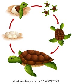 Life cycle of turtle illustration