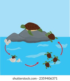 Life cycle of turtle vector. Turtle developmental process illustration