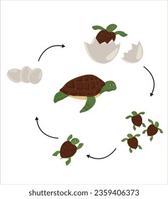 Life cycle of turtle vector. Turtle developmental process illustration