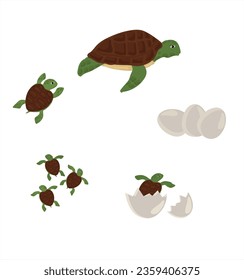 Life cycle of turtle vector. Turtle developmental process illustration