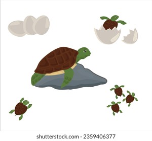 Life cycle of turtle vector. Turtle developmental process illustration