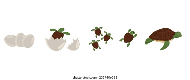 Life cycle of turtle vector. Turtle developmental process illustration