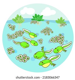 The Frog’s life cycle vector.