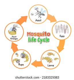 Life Cycle Vector Stock Vector (Royalty Free) 2183325083 | Shutterstock