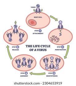 Life cycle of virus infection with development process stages outline diagram. Labeled educational anatomical scheme with attachment, penetration, biosynthesis and assembly steps vector illustration.