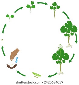 Life cycle of wasabi eutrema japonica plant on a white background.