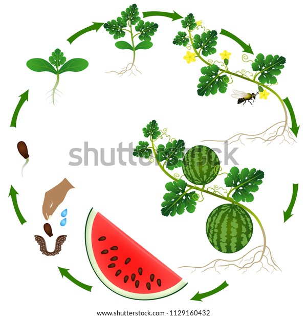 Life Cycle Watermelon Plant On White Stock Vector (royalty Free 