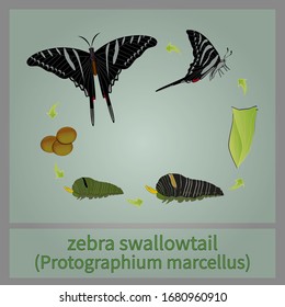 Life Cycle Zebra Swallowtail Butterfly