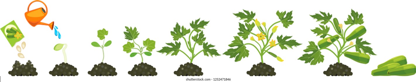 Life cycle of zucchini plant. Growth stages from seeding to flowering and fruit-bearing plant