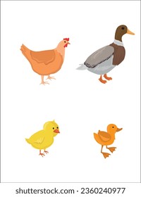 Life cycles of duck and chicken vector. Developmental process of duck and chicken illustration