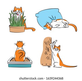 The life of a funny pet cat. His habits and behavior.
