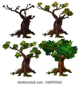 Life stages of deciduous tree isolated on white background. Withered wilted tree. Vector cartoon illustration close-up.