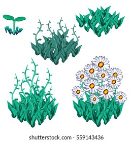 Life stages of fantasy flowers with buds of daisies isolated on white background. Seasonal changes in flowerbeds.Cartoon vector close-up illustration.